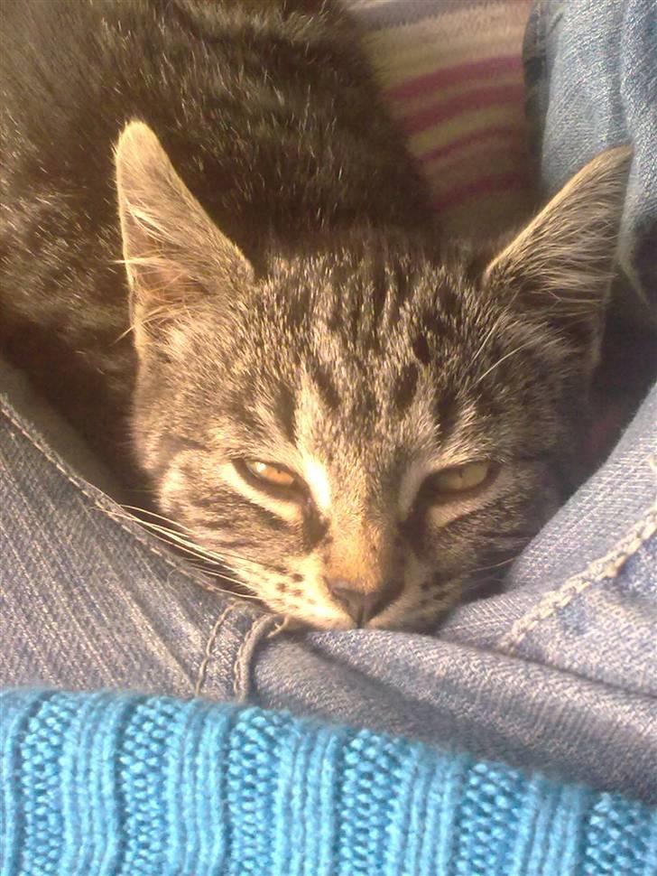 Huskat BabyMis billede 5