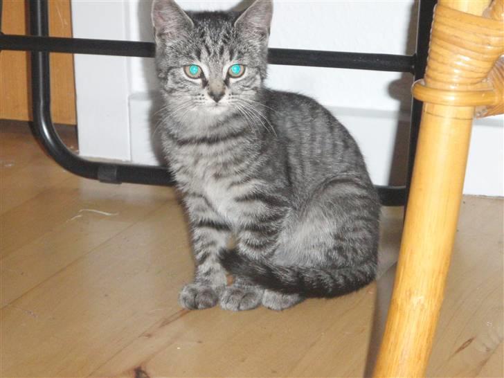 Huskat BabyMis billede 6