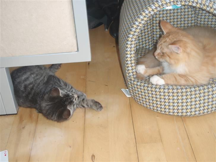 Huskat BabyMis billede 7