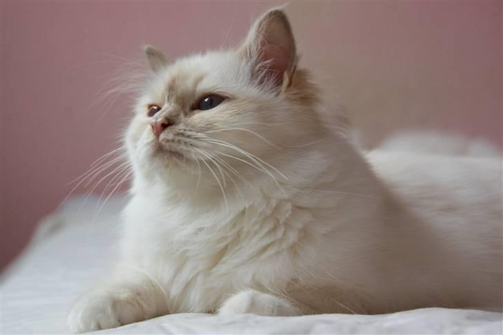 Hellig Birma DK Misling's Duffy billede 7