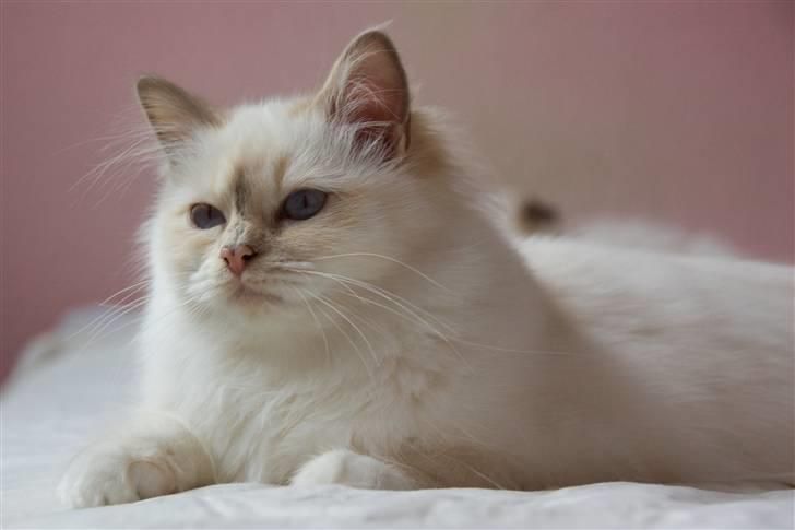 Hellig Birma DK Misling's Duffy billede 8