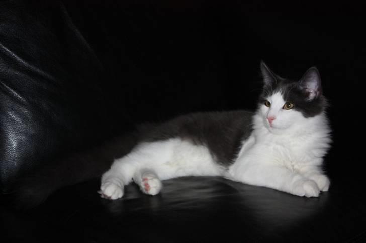 Norsk Skovkat Miss Ronski's Blue Baloo billede 9