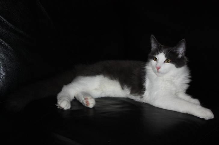 Norsk Skovkat Miss Ronski's Blue Baloo billede 10