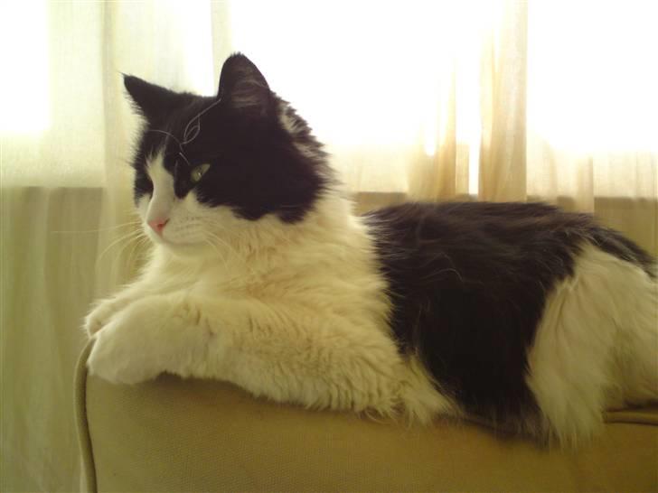 Huskat brummer - let kongelig er man vel :-D billede 1