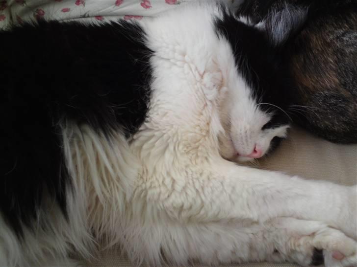 Huskat brummer - han katten er træt en gang imellem :-) billede 2