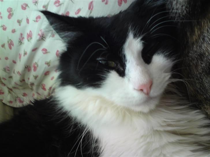 Huskat brummer - det er hård at være dejlig :-) billede 3