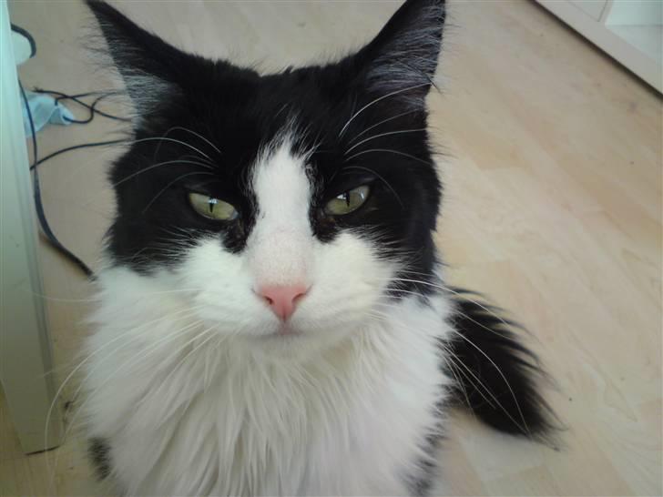 Huskat brummer - har du noget snoller billede 5