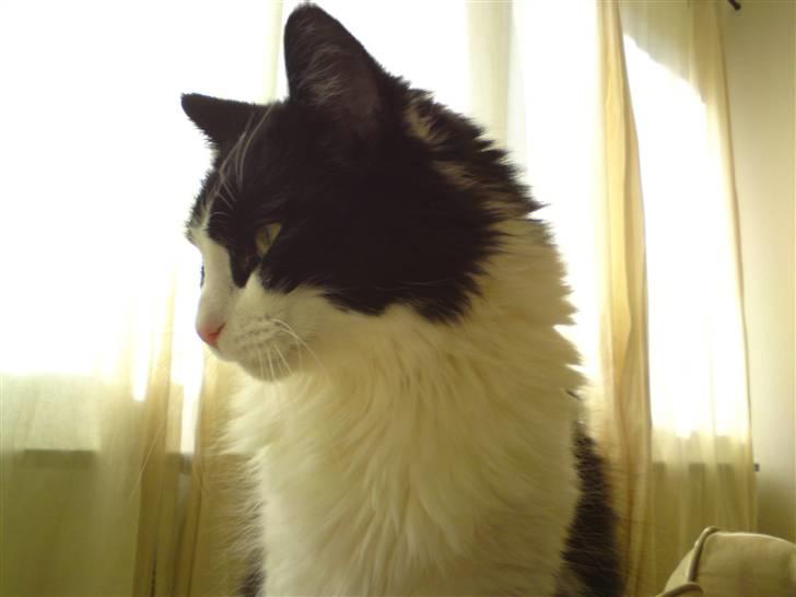 Huskat brummer - jeg skal bare sidde helt stille billede 6