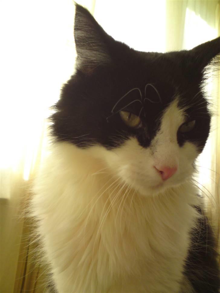 Huskat brummer - smukke mig billede 7