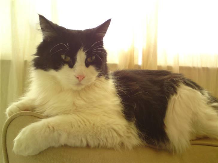 Huskat brummer - hold balancen  billede 8