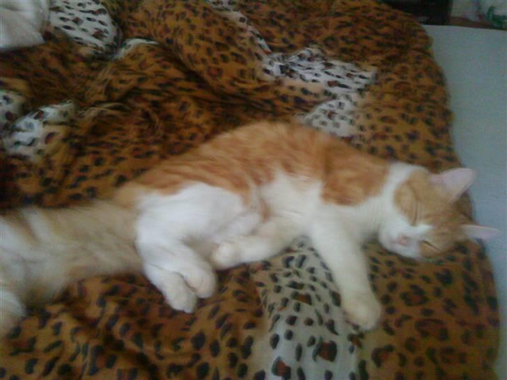 Blanding af racer basse billede 2