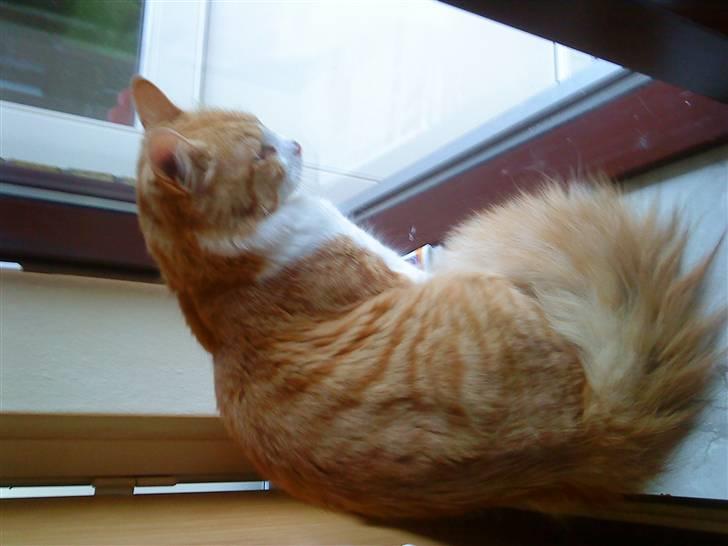 Blanding af racer basse billede 3