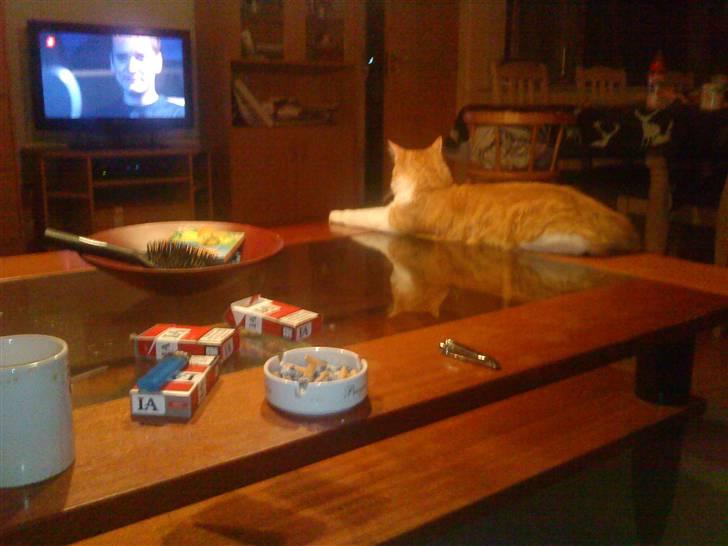 Blanding af racer basse billede 4