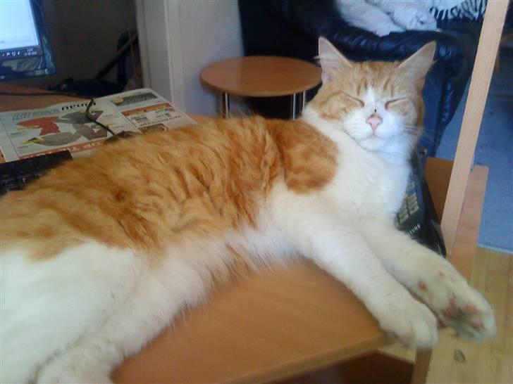 Blanding af racer basse billede 5