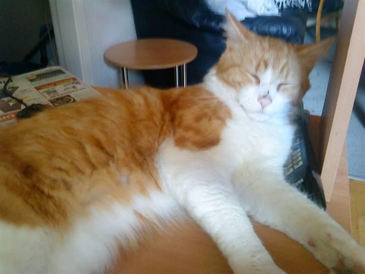 Blanding af racer basse billede 6