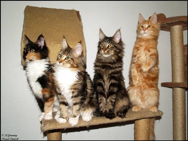 Maine Coon DK Proud Danish MoonLight billede 16