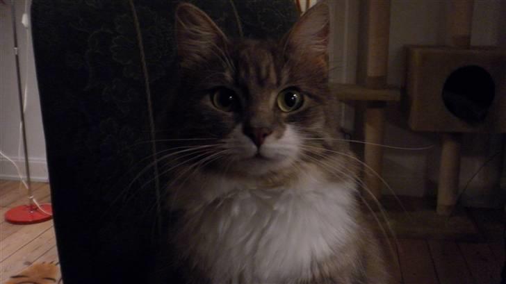 Norsk Skovkat Ophelia Misse billede 1