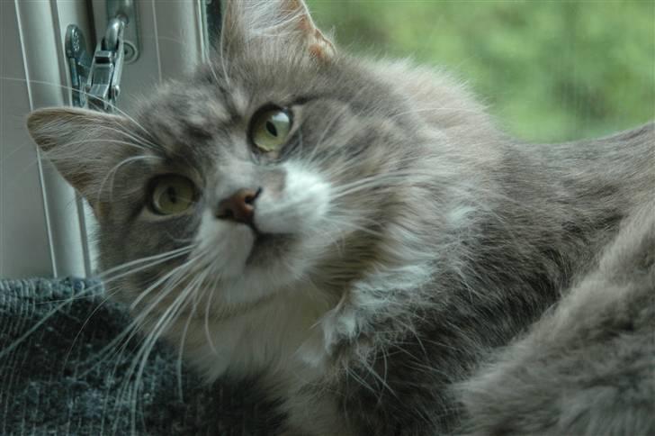 Norsk Skovkat Ophelia Misse billede 2