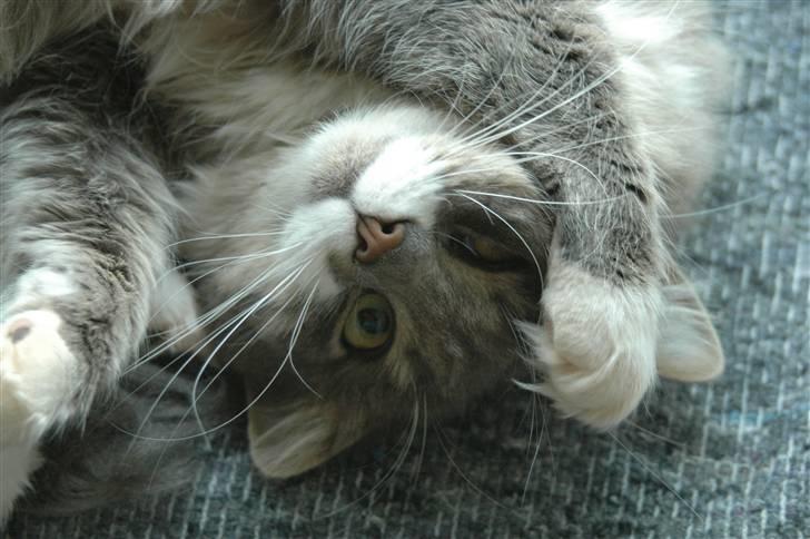 Norsk Skovkat Ophelia Misse billede 3