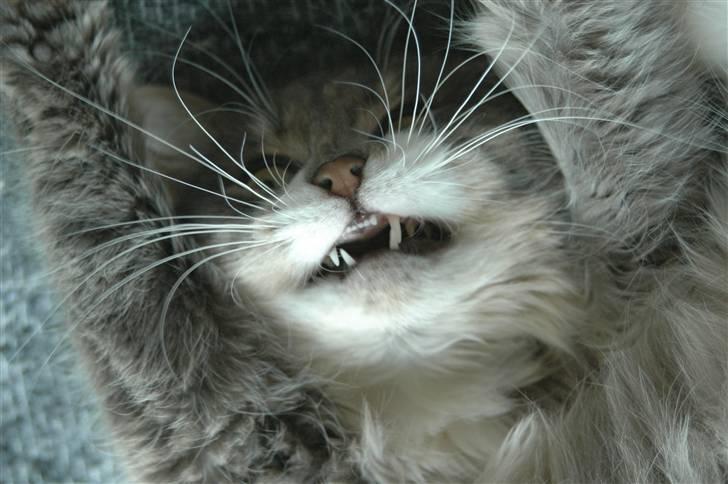 Norsk Skovkat Ophelia Misse billede 4