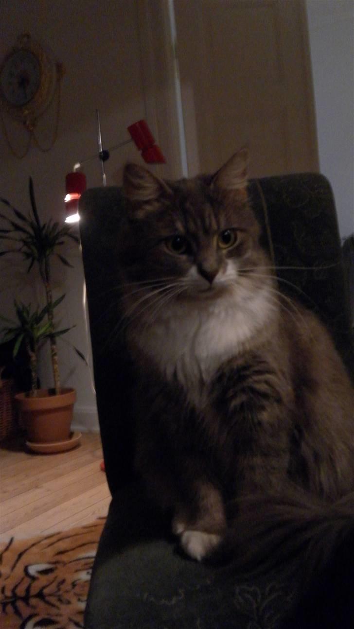 Norsk Skovkat Ophelia Misse billede 5