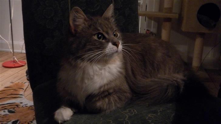 Norsk Skovkat Ophelia Misse billede 6