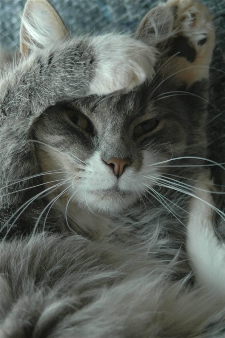 Norsk Skovkat Ophelia Misse billede 7