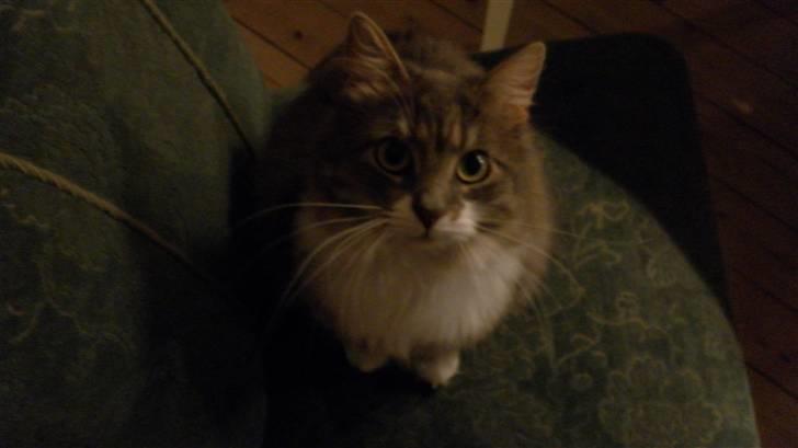 Norsk Skovkat Ophelia Misse billede 8