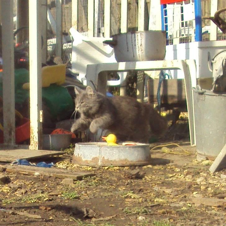 Blanding af racer Gizmo - Ja jeg kan godt hoppe  billede 16