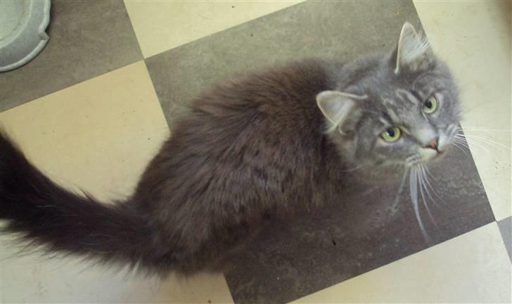 Blanding af racer Gizmo - Her er jeg begyndt at blive stor :)  billede 17