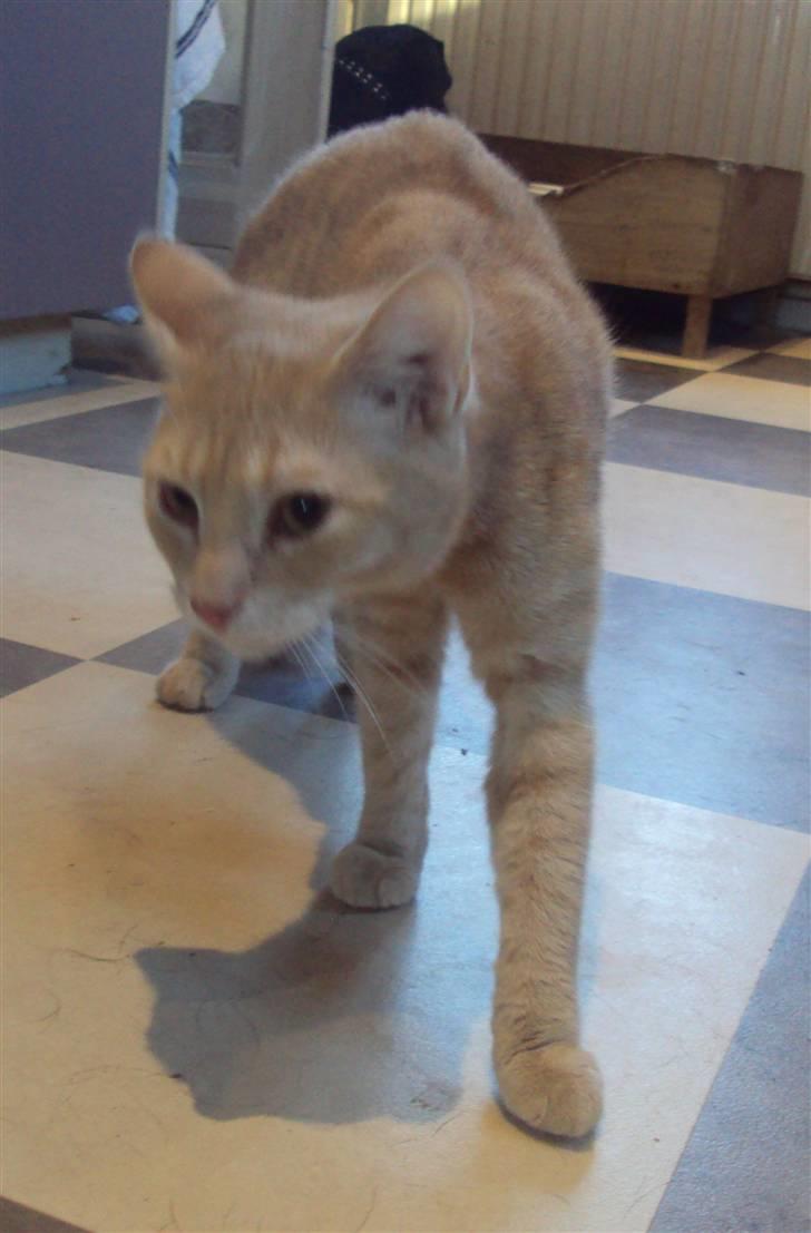 Huskat Simba billede 17