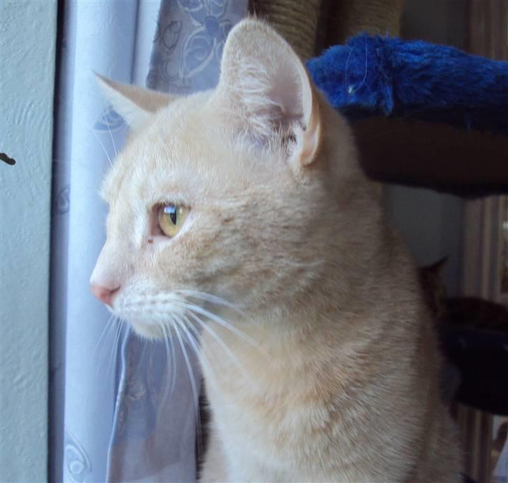 Huskat Simba billede 18