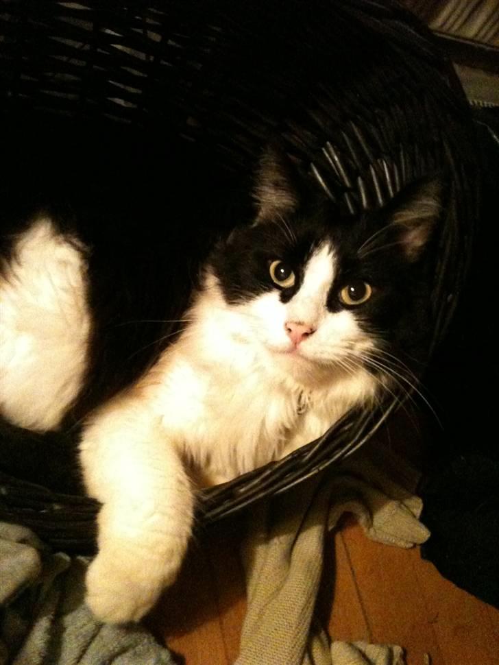 Huskat brummer - kamara billede 10