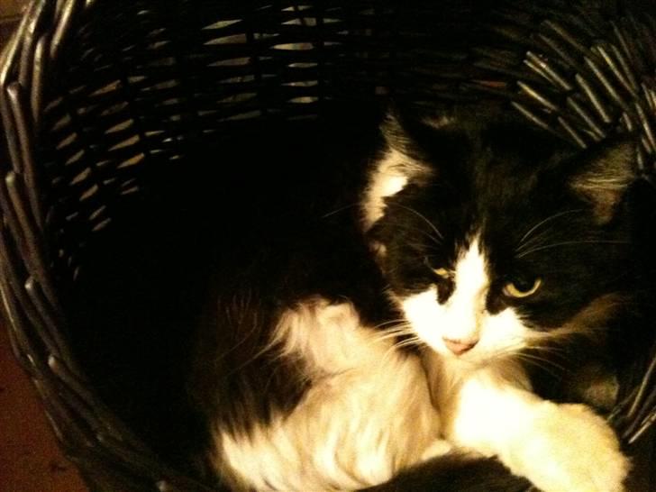 Huskat brummer - gemmer mig lige let billede 14