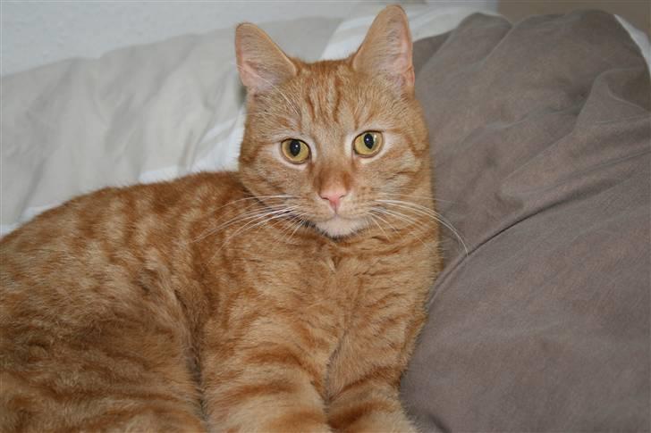 Blanding af racer Pelle billede 1