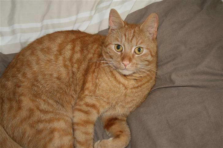 Blanding af racer Pelle billede 2