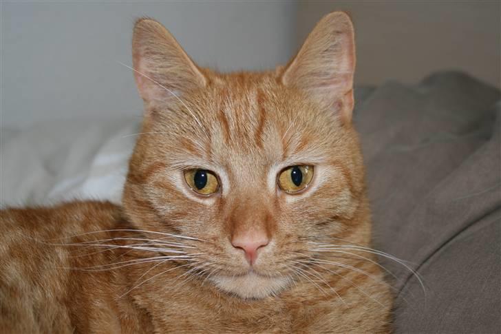 Blanding af racer Pelle billede 3