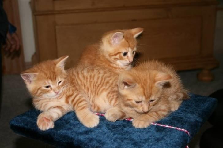 Blanding af racer Pelle - Det var da han var lille, det er ham til højre billede 5