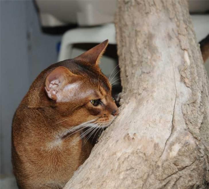 Abyssinier Del-Shai Chief of Isatai - august 2010 i løbegården billede 3