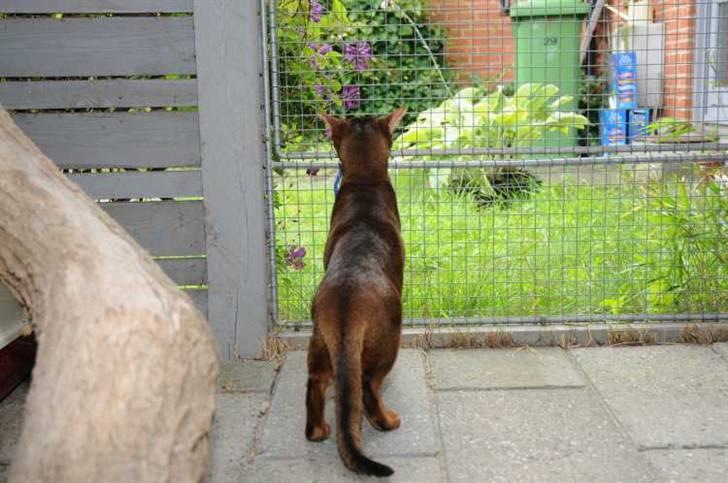Abyssinier Del-Shai Chief of Isatai - august 2010 i løbegården billede 4