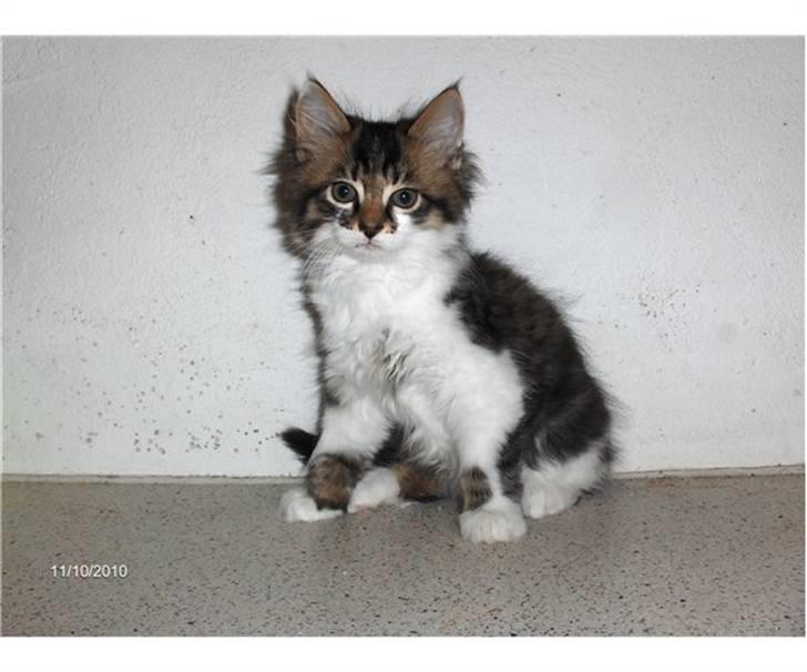 Blanding af racer Shaker billede 1