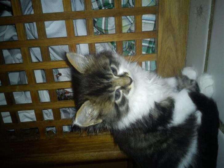 Blanding af racer Shaker billede 2