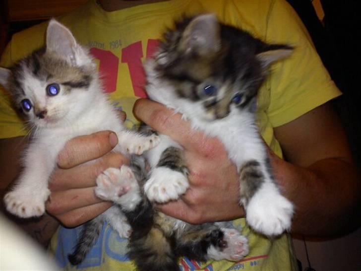 Blanding af racer Shaker billede 3