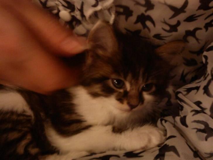 Blanding af racer Shaker billede 4