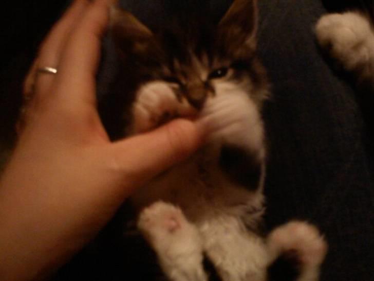 Blanding af racer Shaker billede 5