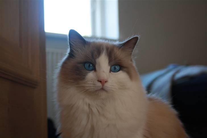 Ragdoll **  DK Wrensted Loui  ** billede 8