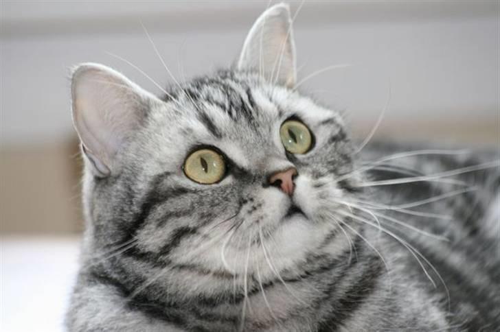 British Shorthair frede billede 11
