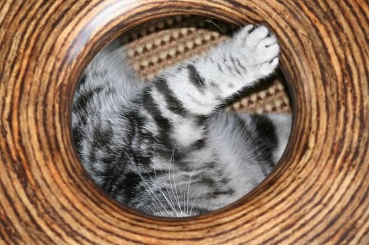 British Shorthair frede billede 12