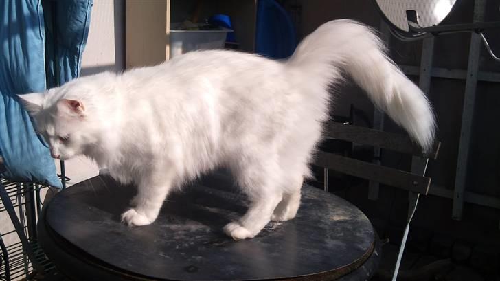 Norsk Skovkat DK Glowing Star's Aquila billede 1