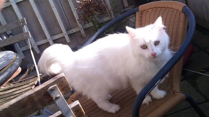 Norsk Skovkat DK Glowing Star's Aquila billede 2